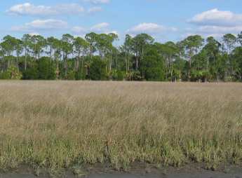 Marsh around Cedar Key