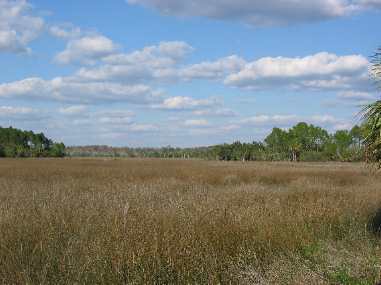 Marsh around Cedar Key