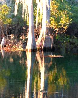 Cypress trees and reflections in the spring run at Manatee Springs