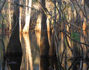 Reflections of "swamp trees" in the sweet light if evening in Manatee Springs State Park 