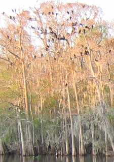 Buzzards roosting in tall cypress trees along the Suwanee River in Manatee Springs State Park