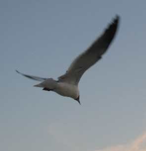 Sea gull flying past Ho Hum RV-Park
