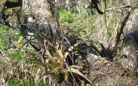 Bromeliads (epiphytes - air plants) in Corkscrew's Audubon Sanctuary