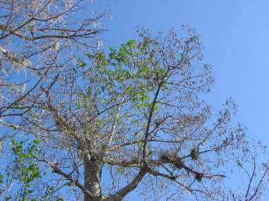 Epiphytes Corkscrew's Audubon Sanctuary 