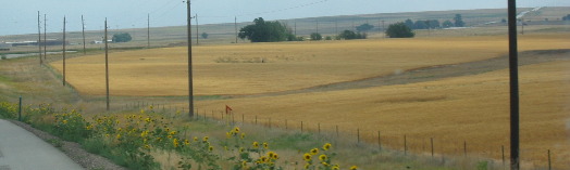 Wheat field around Stoneham, Colorado near the Pawnee National Grasslands