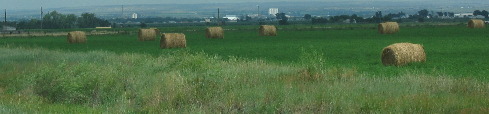Alfalfa hay field in Gering, Nebraska