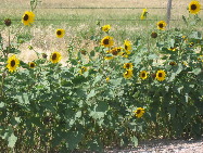 Wild sunflowers along Robidoux Road west of Scotts Bluff, Nebraska