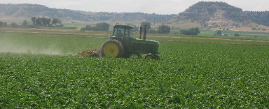 Sugar beets growing near Gering, Nebraska