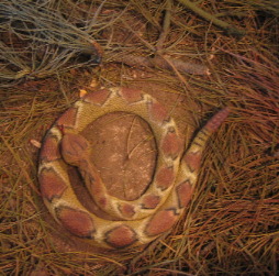 Rattle snake in diorama at Wildcat Hills State Park