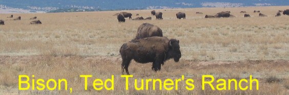 Buffalo on Ted Turner's ranch near Cimarron, New Mexico