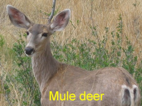 Mule deer in downtown Cimarron, New Mexico