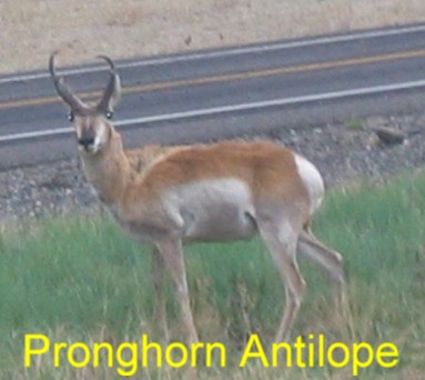 Pronghorn across highway from Ted Turner's Ranch east of Cimarron, New Mexico