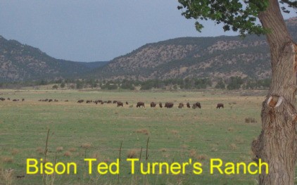 Buffalo on Ted Turner's ranch near Cimarron, New Mexico