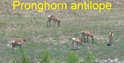 Pronghorn antilope in NE New Mexico