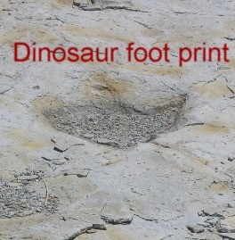 Dinosaur footprints Clayton Lake State Park: Clayton, New Mexico
