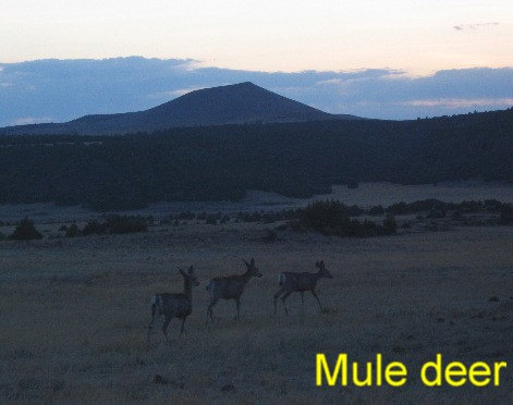 Mule deer near Cauplin Volcano in NE New Mexico