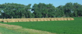 Beautiful alfalfa hay growing along the North Platte River