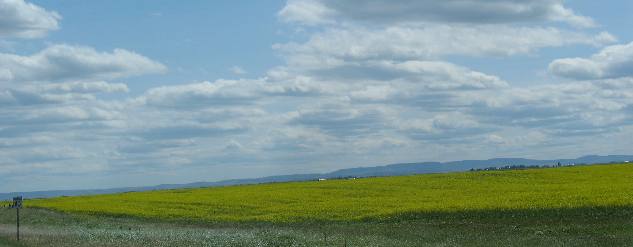 Canola fields south of Calgary