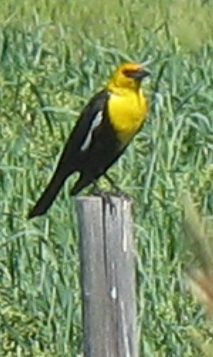 Yellow headed Black Bird Hillspring, Alberta