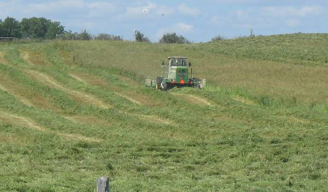 Mowing Hay in Hillspring, Alberta