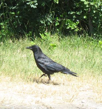 crow at Lundbreck Falls Provincial Recreation Site