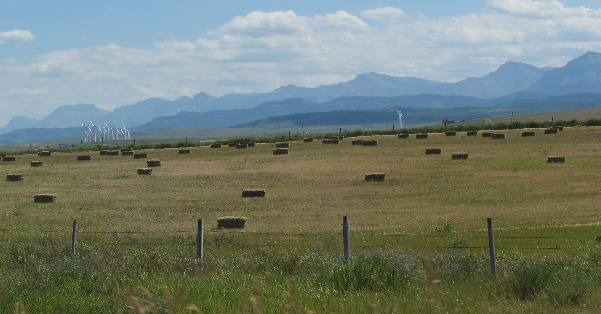 Hay fields near Crowsnest Pass