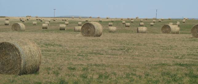 Hill Spring hay field near Great Canadian Barn Dance