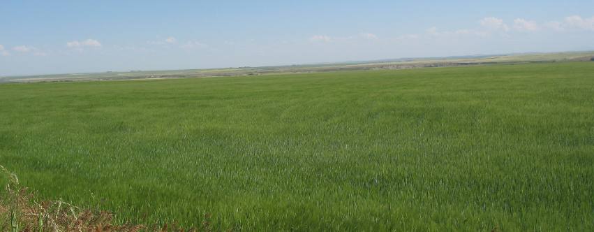 Grain as far as the eye can see Hill Spring, Alberta
