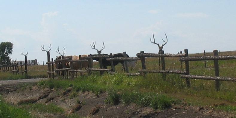 Fence Art Hill Spring, Alberta