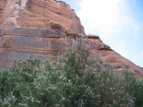 tamarisk trees