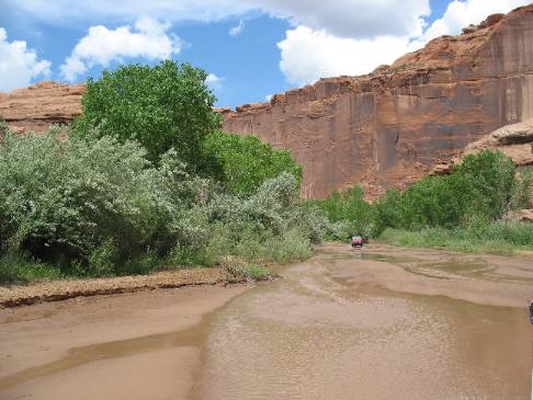 Russian Olive trees Canyon de Chelly