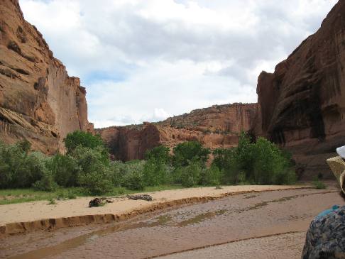 Russian olive trees in Canyon de Chelly National Monument