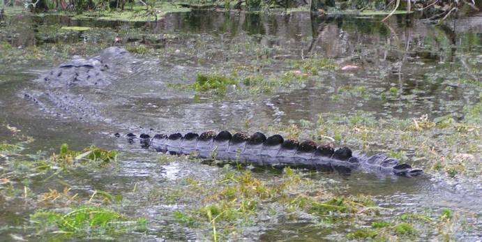 Bull Alligator Wakulla Springs State Park