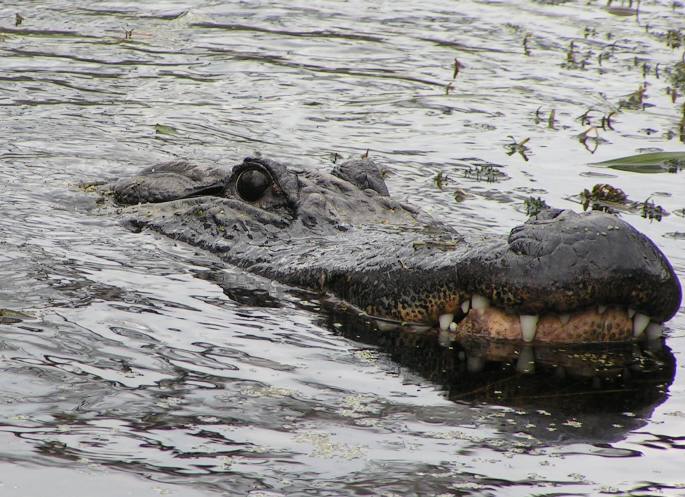 Bull Alligator Wakulla Springs State Park