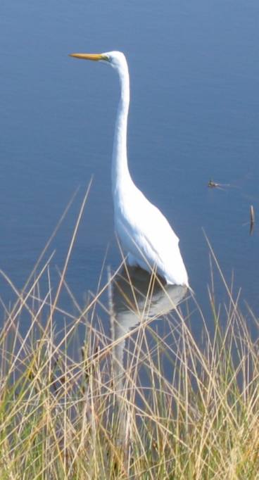 St Marks National Wildlife Refuge