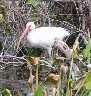 Wakulla Springs State Park