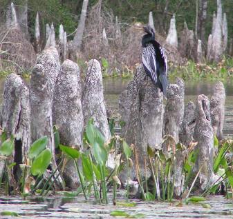 Wakulla Springs State Park