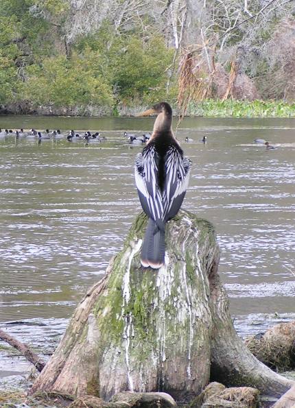 Anhinga Wakulla Springs State Park