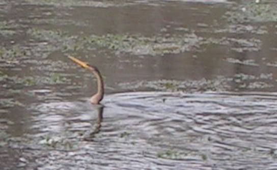 Anhinga Wakulla Springs State Park