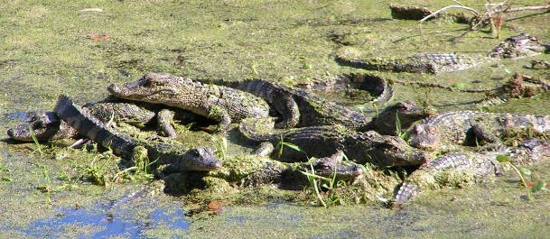 St Marks National Wildlife Refuge