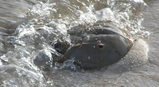 Spawning horse shoe crab at Ho Hum RV Park