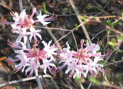 Wild azalea Sopchoppy, Florida