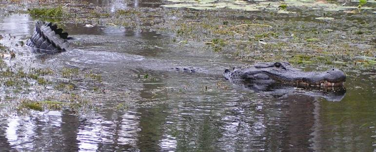 Bull alligator Wakulla Springs State Park
