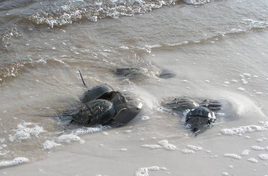 Spawning horse shoe crabs at Ho Hum RV Park