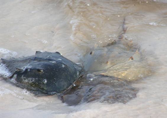 Spawning horse shoe crab at Ho Hum RV Park