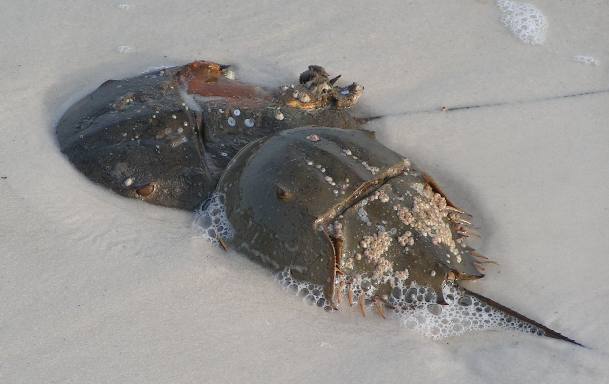 Spawning horse shoe crab at Ho Hum RV Park