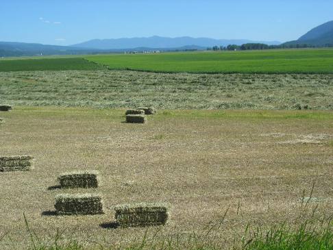 Northern Idaho Hay and grain