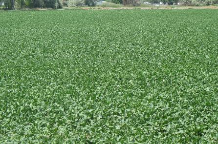 Idaho Agriculture evident in these Southern Idaho sugar beets