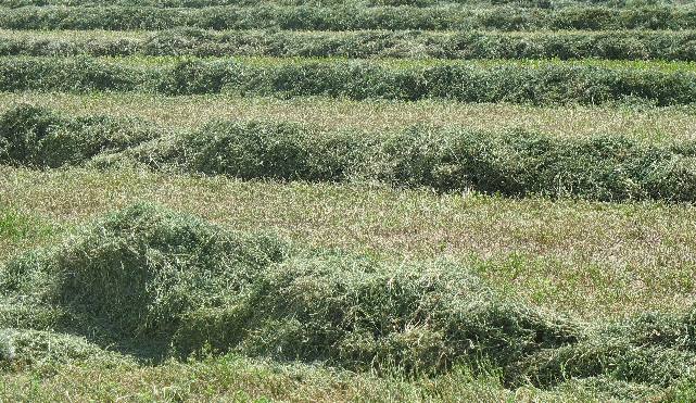 Cut hay drying in rows
