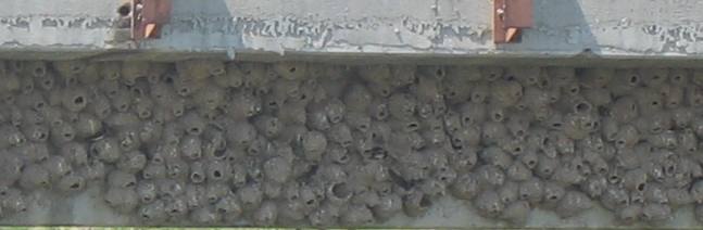 Cliff swallow nests under bridge over irrigation canal